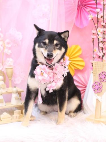 20250308小町ちゃん